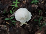 Hygrocybe angustifolia image