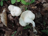 Hygrocybe angustifolia image