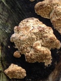 Antrodia juniperina image