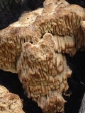 Antrodia juniperina image