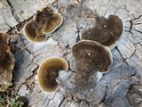 Hexagonia hydnoides image