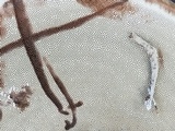 Hexagonia hydnoides image