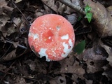 Russula pulchra image