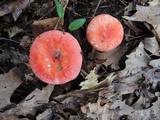 Russula pulchra image