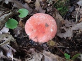 Russula pulchra image