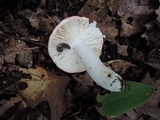 Russula pulchra image