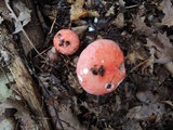 Russula pulchra image