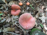 Russula flavisiccans image