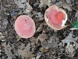 Russula flavisiccans image