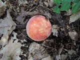 Russula flavisiccans image