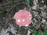 Russula flavisiccans image