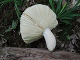 Russula flavisiccans image