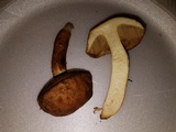 Leccinellum albellum image