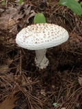 Amanita subcokeri image
