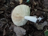 Lactarius chrysorrheus image