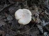 Lactarius chrysorrheus image
