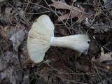 Lactarius chrysorrheus image
