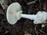 Amanita abrupta image