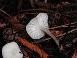 Marasmius calhouniae image