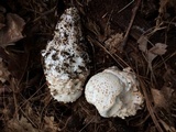 Amanita subcokeri image