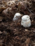 Amanita subcokeri image