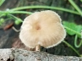 Lentinus swartzii image