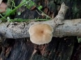 Lentinus swartzii image