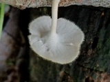 Lentinus swartzii image