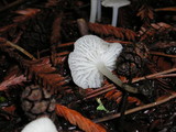 Marasmius calhouniae image
