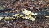 Chrysomphalina strombodes image