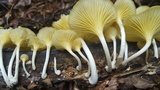 Chrysomphalina strombodes image