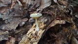 Chrysomphalina strombodes image