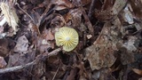 Chrysomphalina strombodes image
