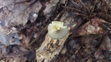 Chrysomphalina strombodes image