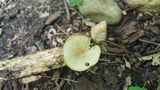 Chrysomphalina strombodes image