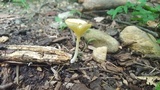 Chrysomphalina strombodes image
