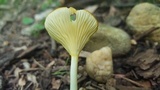Chrysomphalina strombodes image