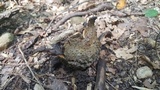 Calvatia cyathiformis image