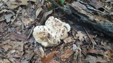 Russula compacta image