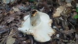 Russula compacta image