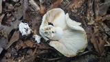 Russula compacta image