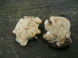 Sarcodontia pachyodon image