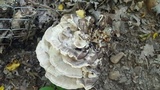 Meripilus sumstinei image