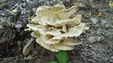 Meripilus sumstinei image