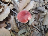 Chalciporus pseudorubinellus image