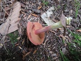 Chalciporus pseudorubinellus image
