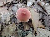 Chalciporus pseudorubinellus image