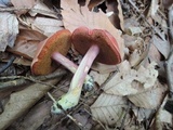 Chalciporus pseudorubinellus image