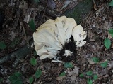 Meripilus sumstinei image