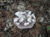 Russula cyanoxantha image